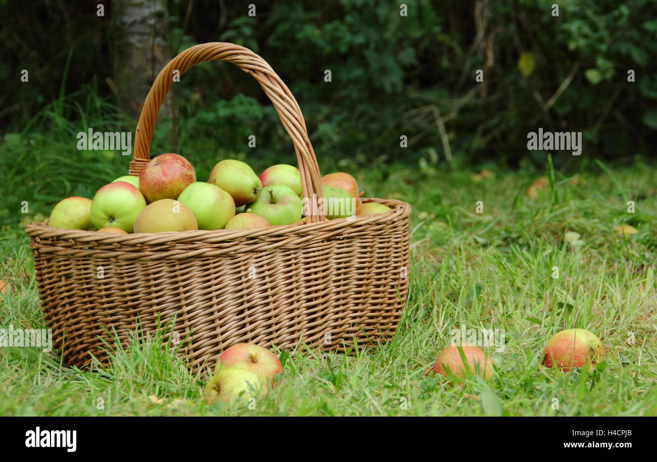 Weidenkorb gefüllt mit erntefrisch ' Ribston pippin' 'Margil' und "Egremont Russet" Verzehr von Äpfeln in einem englischen Obstgarten Stockfoto