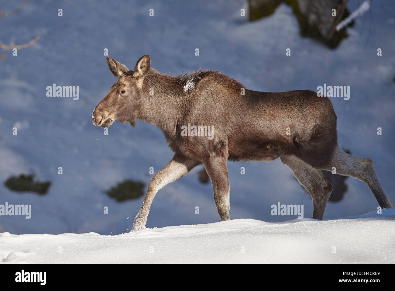 Elch, Alces Alces, Frauen, Winter, Seitenansicht, laufen Stockfoto