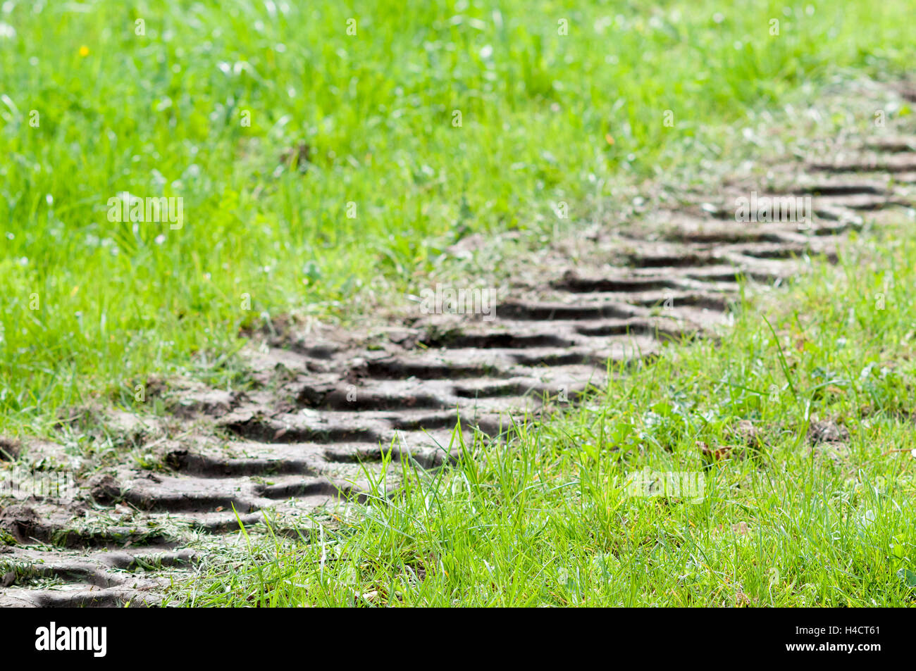 Traktorweg im Feld Stockfoto