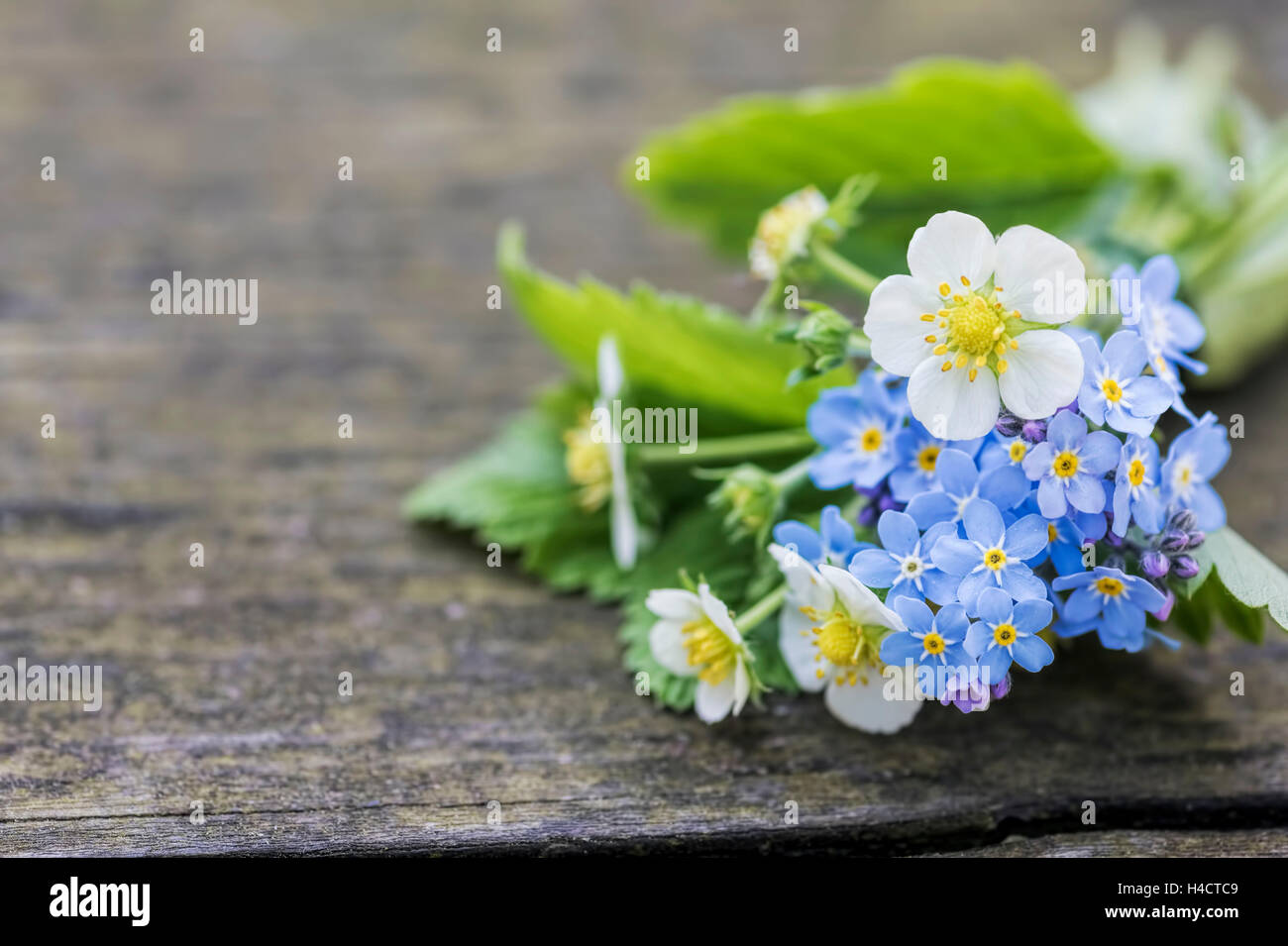 Haufen von Erdbeere Blüte und Vergissmeinnicht auf alten Holzbank, close-up, Stockfoto