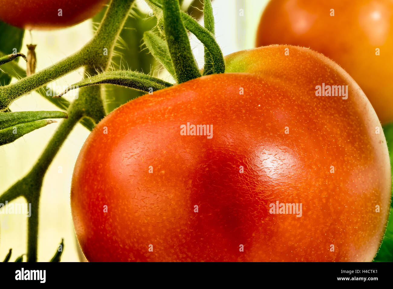 Nahaufnahme einer großen roten Tomate auf Ast Stockfoto