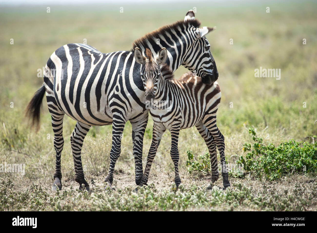 Tansania, Ndutu Gegend, Steppe Zebra, Zebra des Pferdes Stockfoto