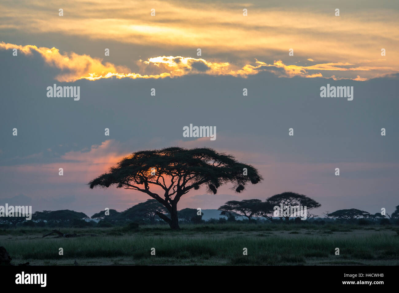 Kenia, Amboseli Nationalpark, Akazien Stockfoto