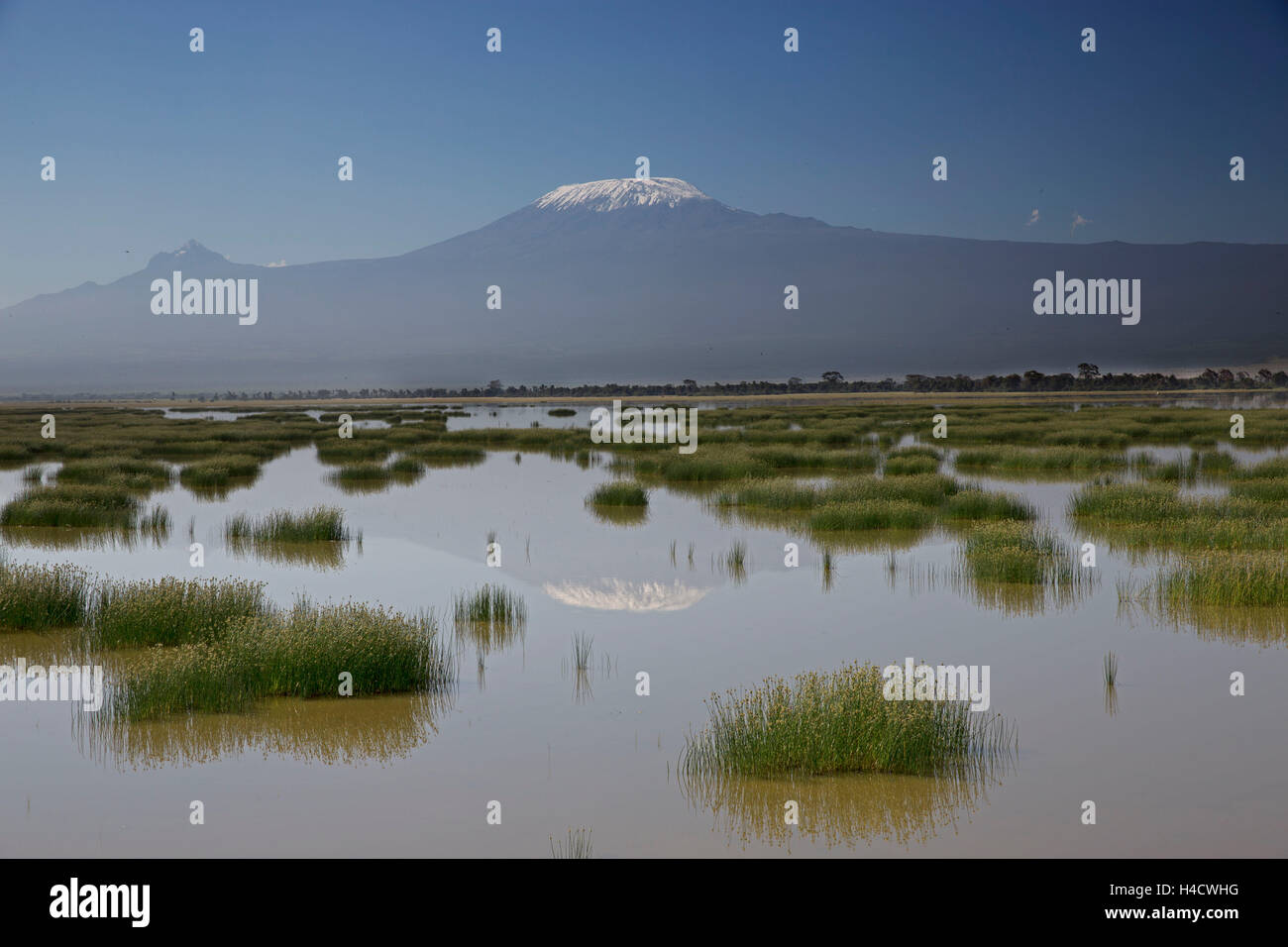 Kenia, Amboseli Nationalpark, Amboseli See, Kilimanjaro, Kilimandscharo, Gipfel Kibo, Rush Pflanzen Stockfoto