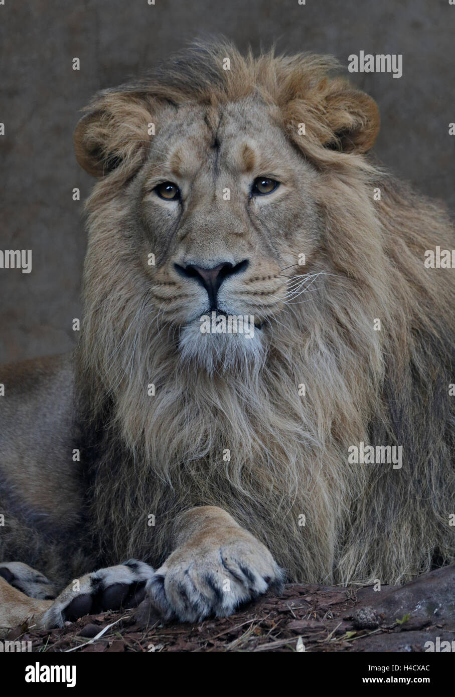 Asiatic Lion männlich (Panthera Leo Persica) Stockfoto