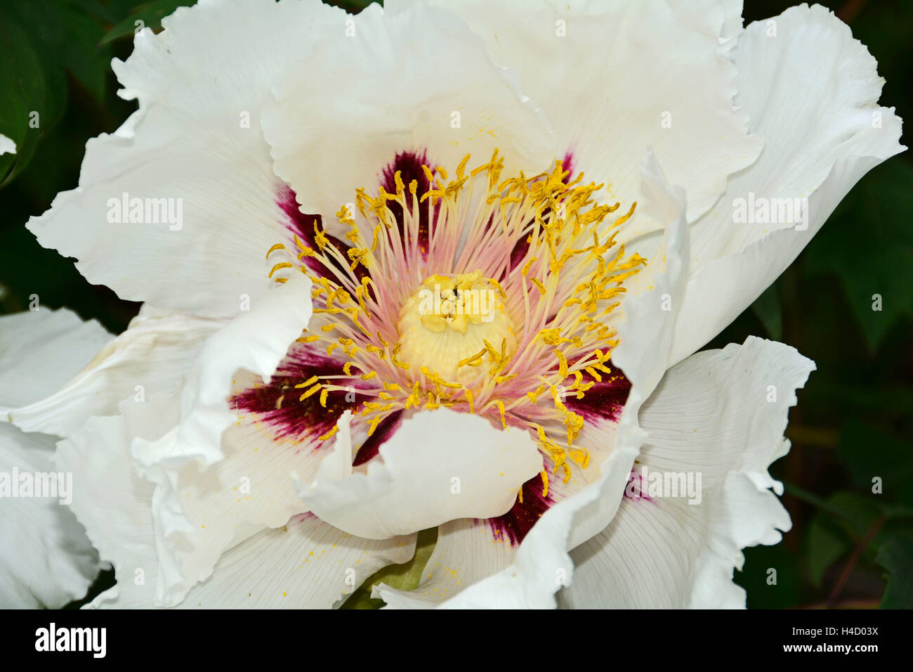 Blüten der Pfingstrose "Rosa Atem" Stockfoto