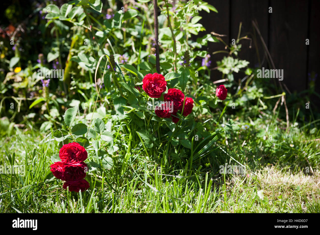 Red 'Rambler-Rose' mit Blüten Stockfoto