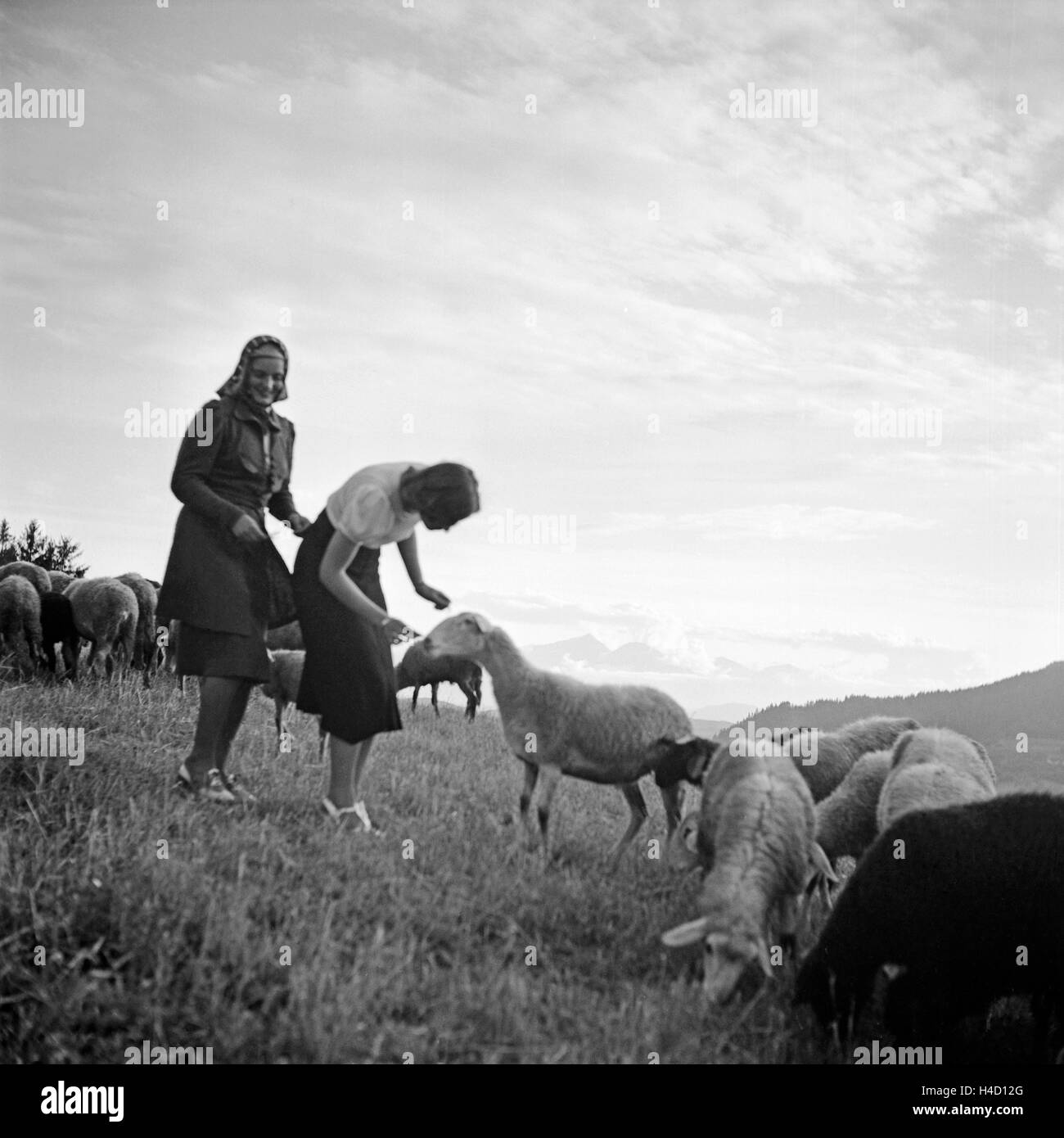 Zwei Junge Frauen Spielen Auf Einer Alm Mit Schafen, 1930er Jahre Deutschland. Zwei junge Frauen spielen mit Schafe auf einer Wiese, Deutschland der 1930er Jahre. Stockfoto