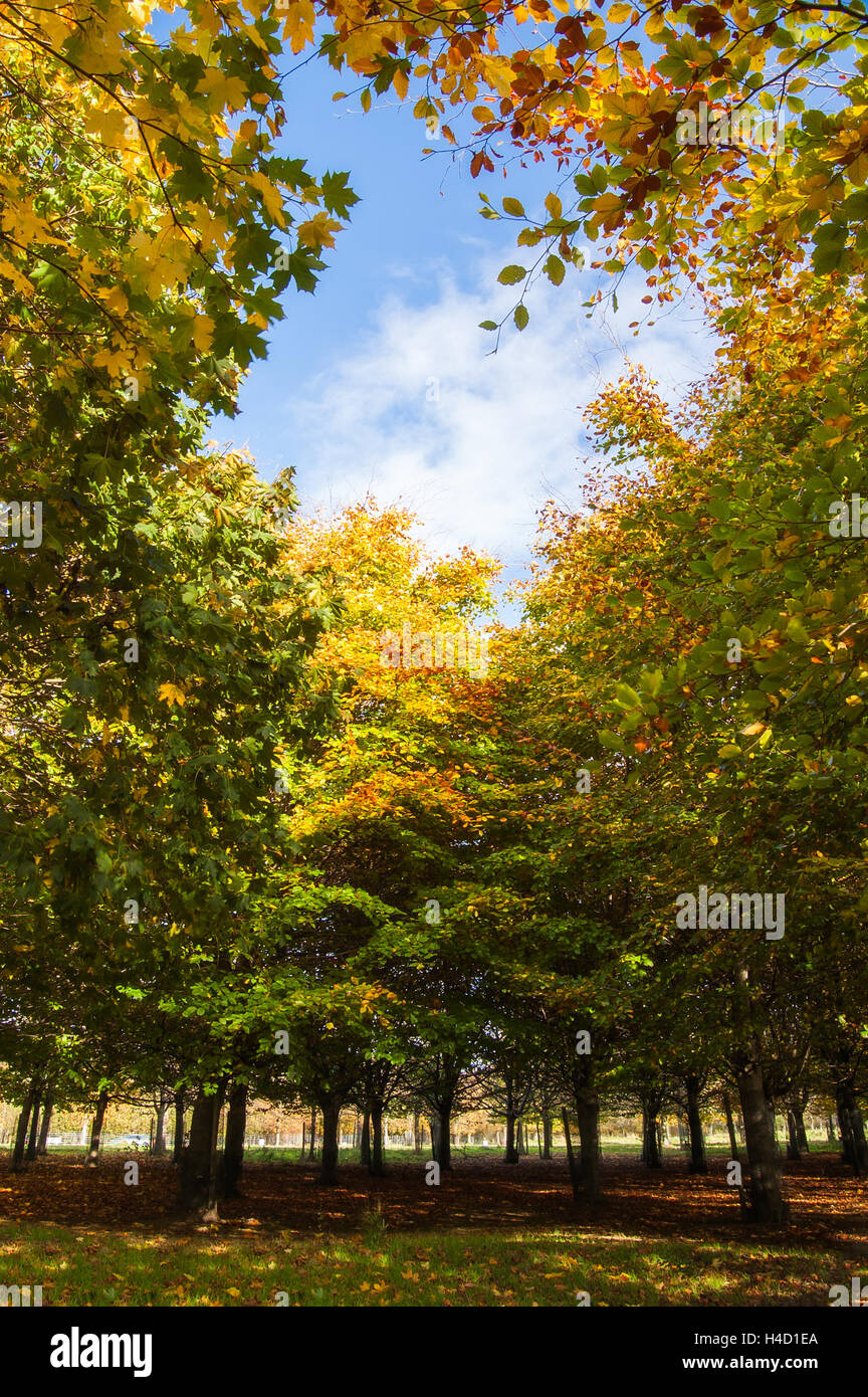 Herbstlandschaft im Park Stockfoto