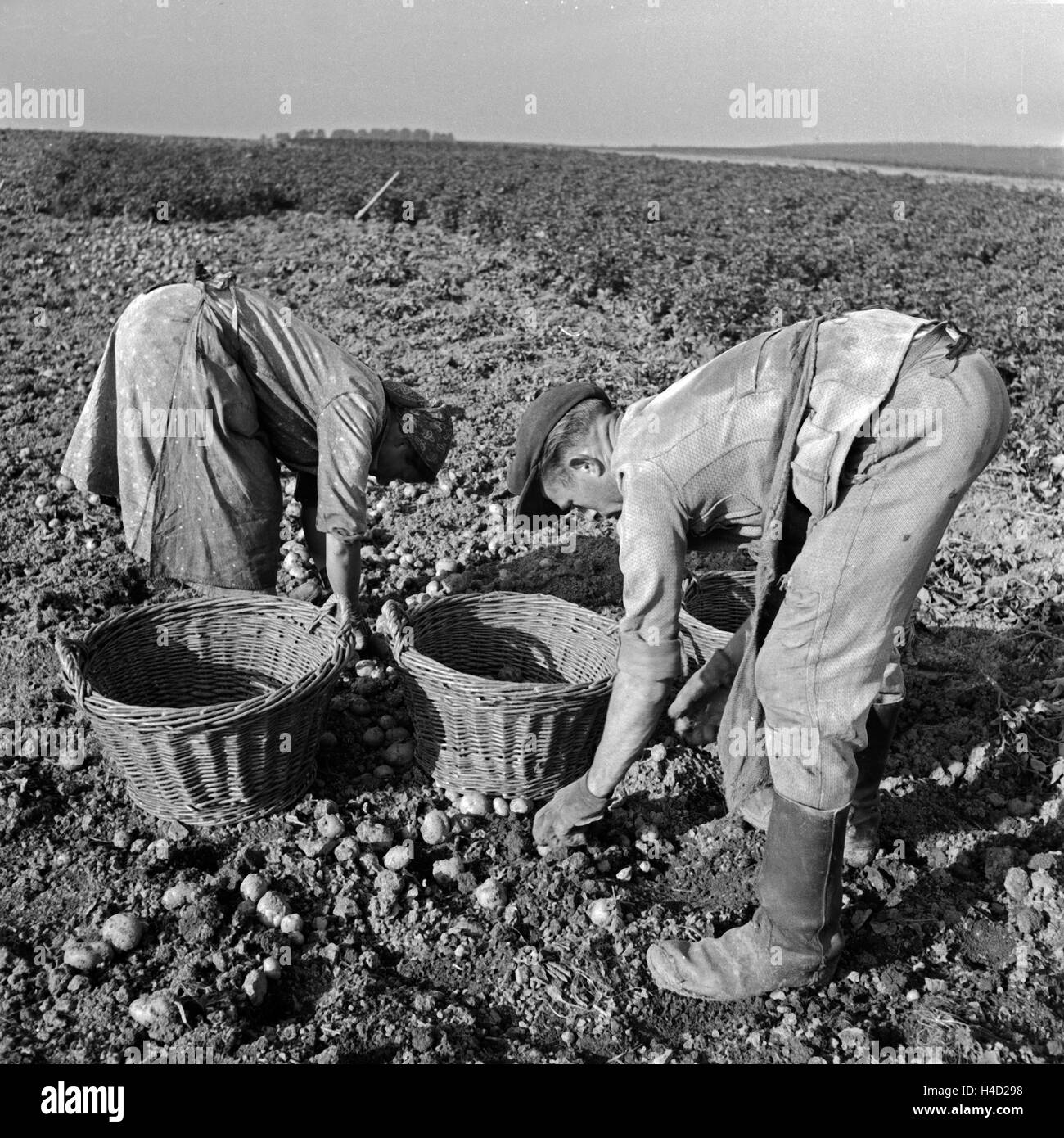 Ein Bauernpaar aus der Eifel Bei der Kartoffelernte, 1930er Jahre ...
