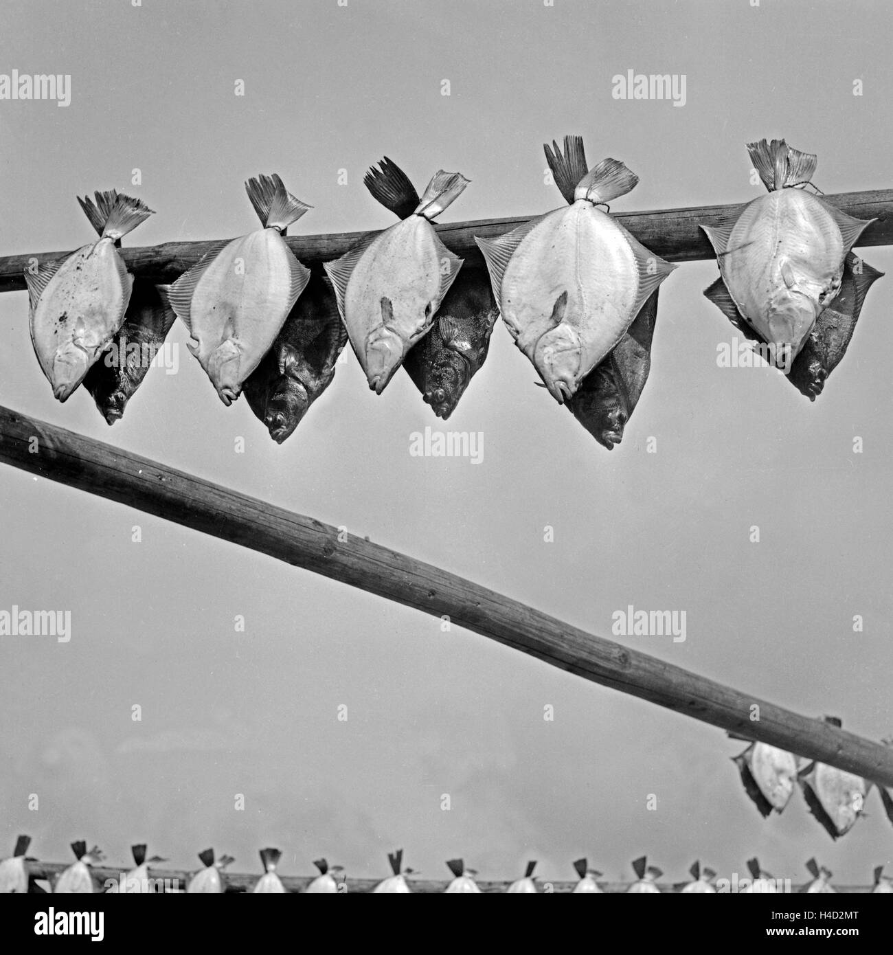 Steinbutt Hängt Zum Trocknen eine der Luft eine der Kurischen Nehrung in Ostpreußen, Deutschland, 1930er Jahre. Steinbutte hängen zum Trocknen in Kurland Split in Ostpreußen, Deutschland der 1930er Jahre. Stockfoto