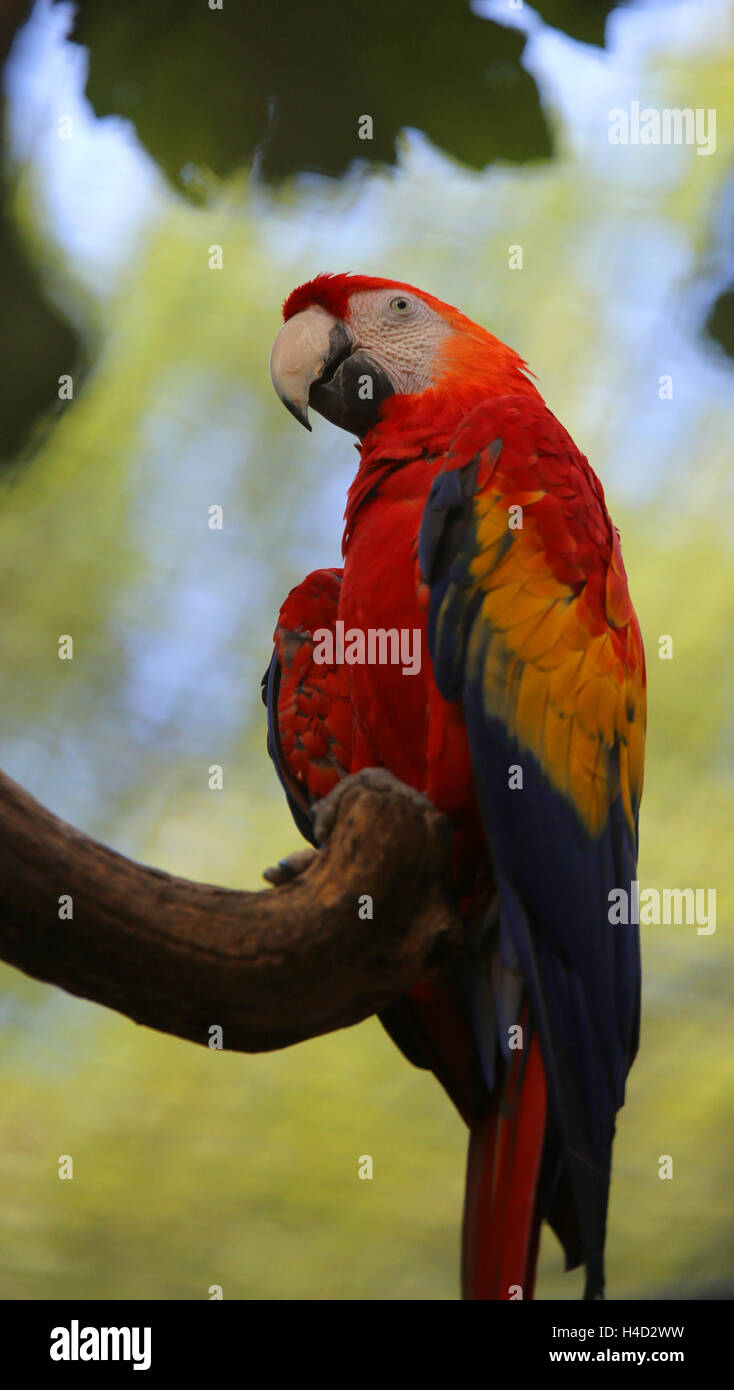 großer Papagei mit roten Federn in der Brust Stockfoto