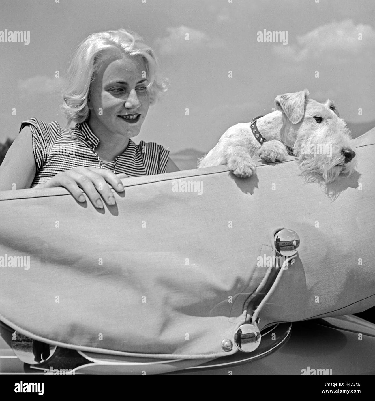 Eine Junge Frau Sitzt Mit Einem Foxterrier bin Faltdach Eines Ford v8 Cabrio, Deutschland 1930er Jahre. Eine junge Frau sitzt durch das Fodling Dach eines Ford V8 Cabrio mit ihrem Foxterrier Welpen, Deutschland der 1930er Jahre. Stockfoto