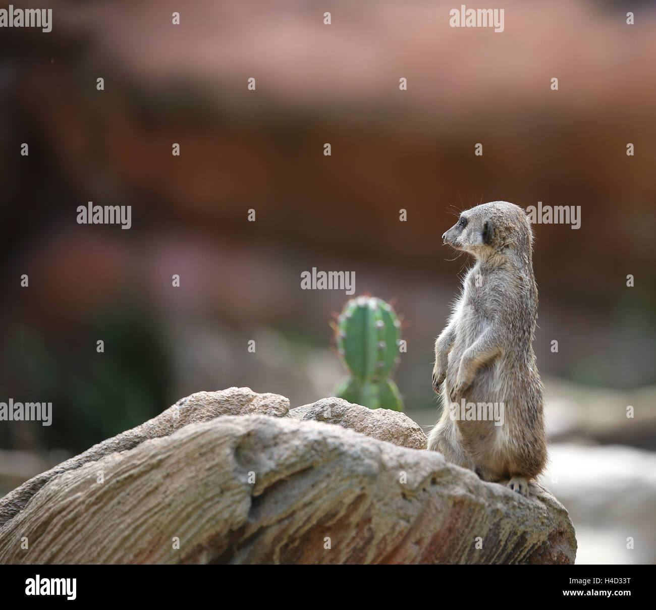 kleine Erdmännchen stehend auf dem Felsen der Wüste Stockfoto