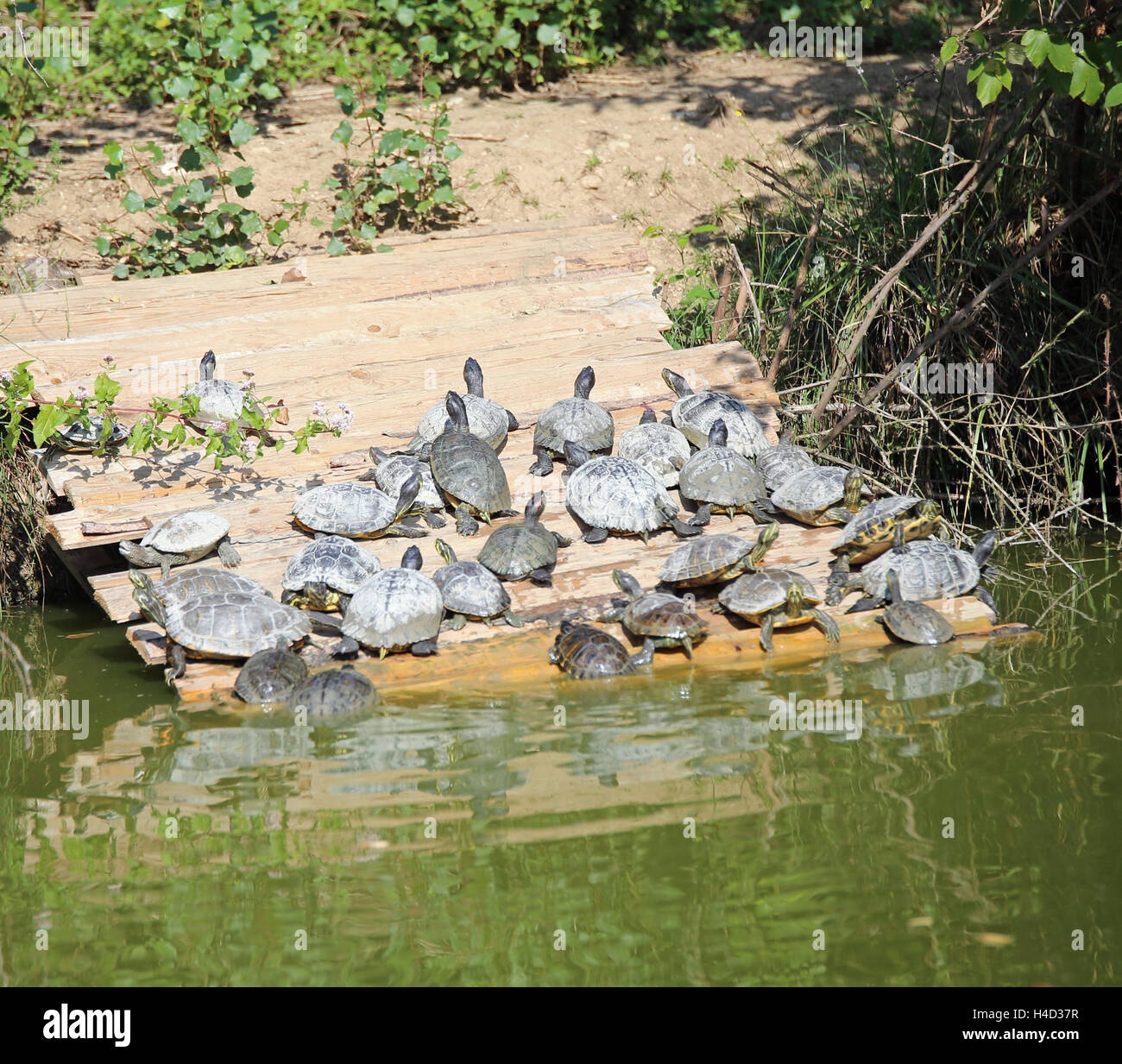 Schildkröten sonnen sich am Ufer des Teiches Stockfoto