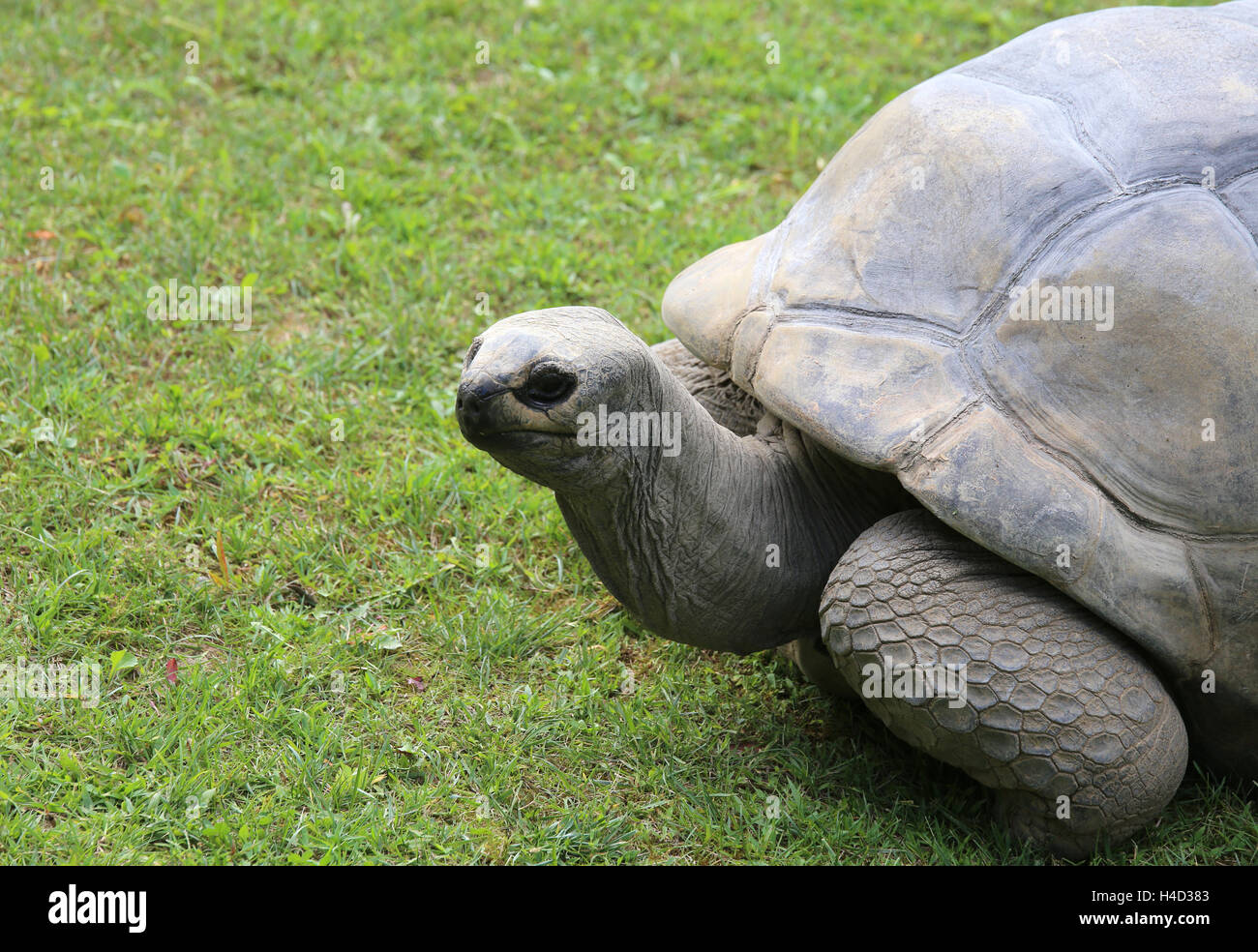 sehr große und alte Schildkröte mit robusten Hülle während des Gehens auf Rasen Stockfoto