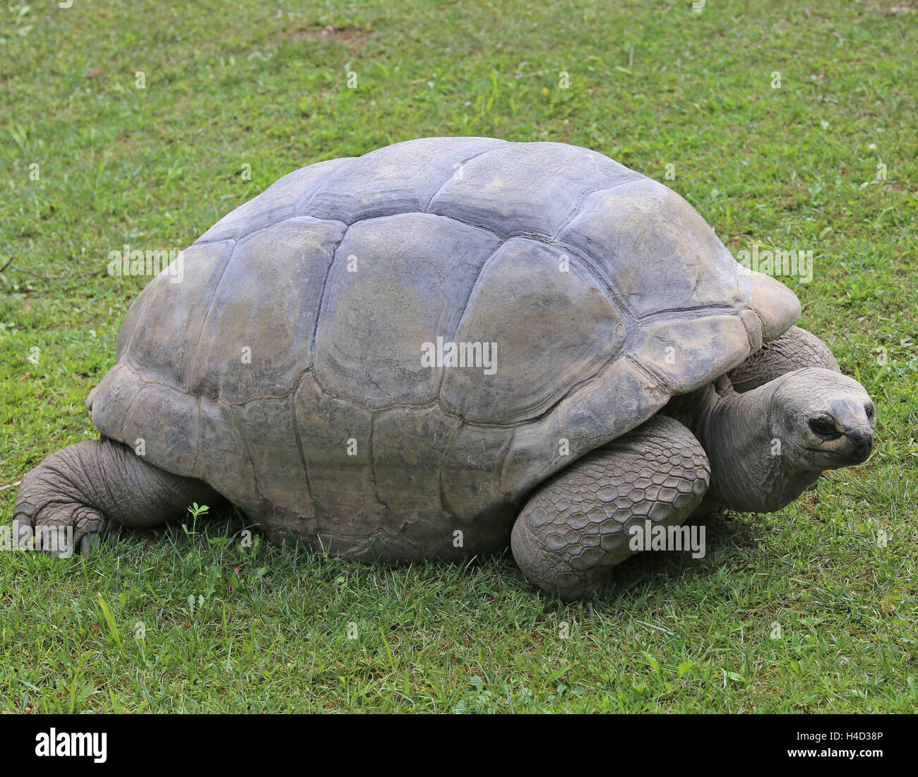 alten Schildkröte mit robusten Hülle während des Gehens auf Rasen Stockfoto