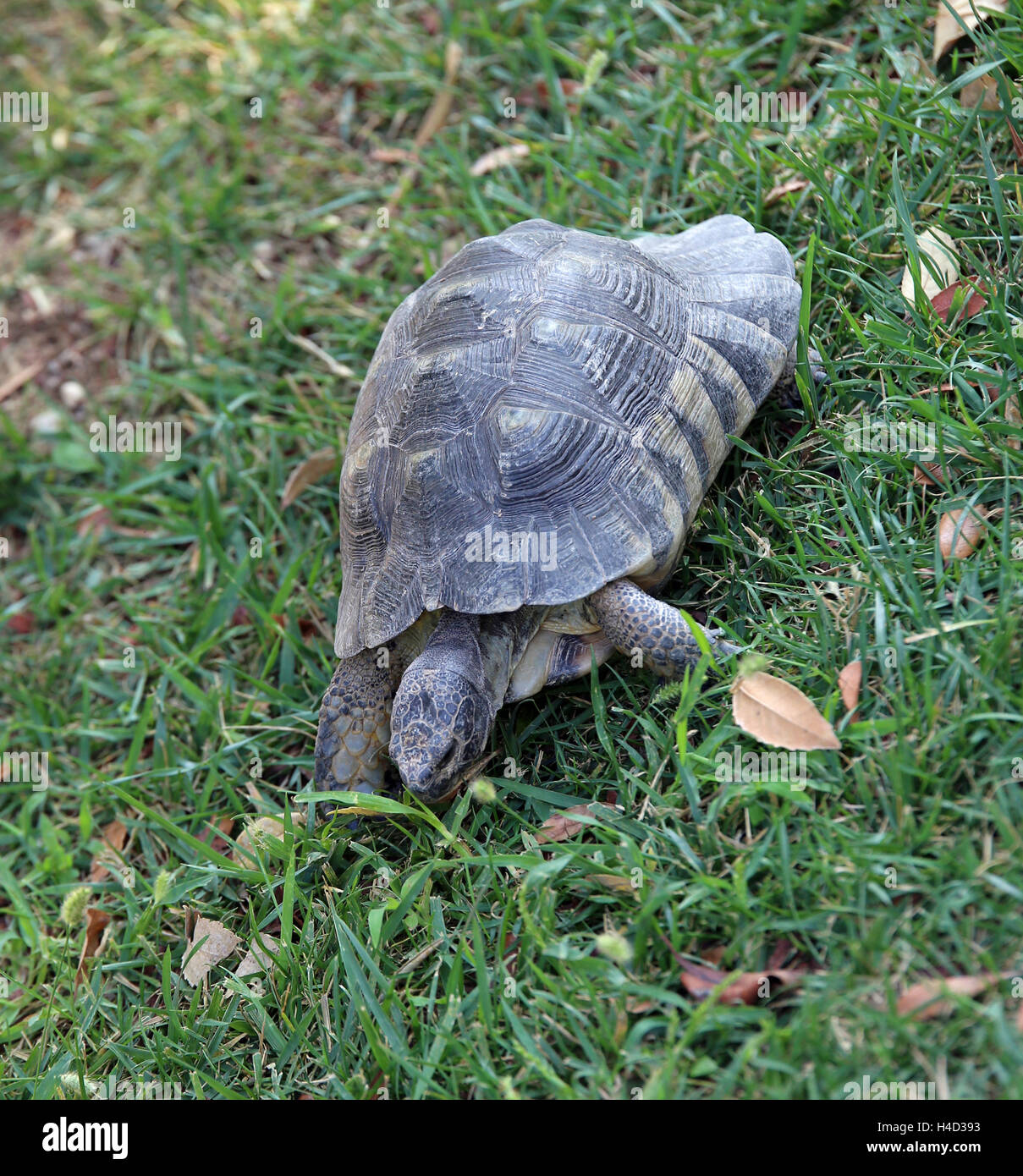 Große Schildkröte zu Fuß auf dem Rasen des Rasens Stockfoto