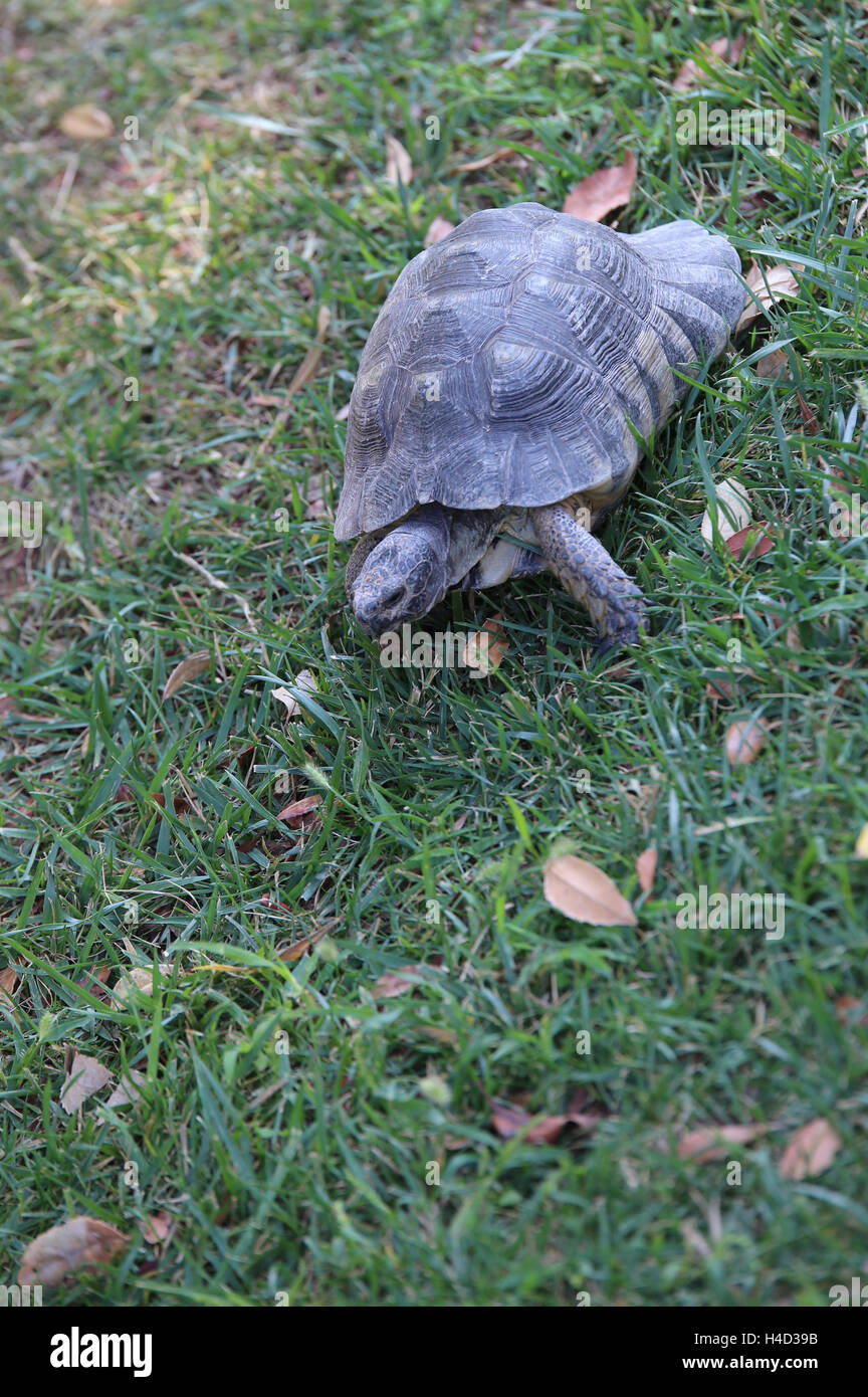 eine Schildkröte zu Fuß auf dem grünen Rasen im Herbst Stockfoto