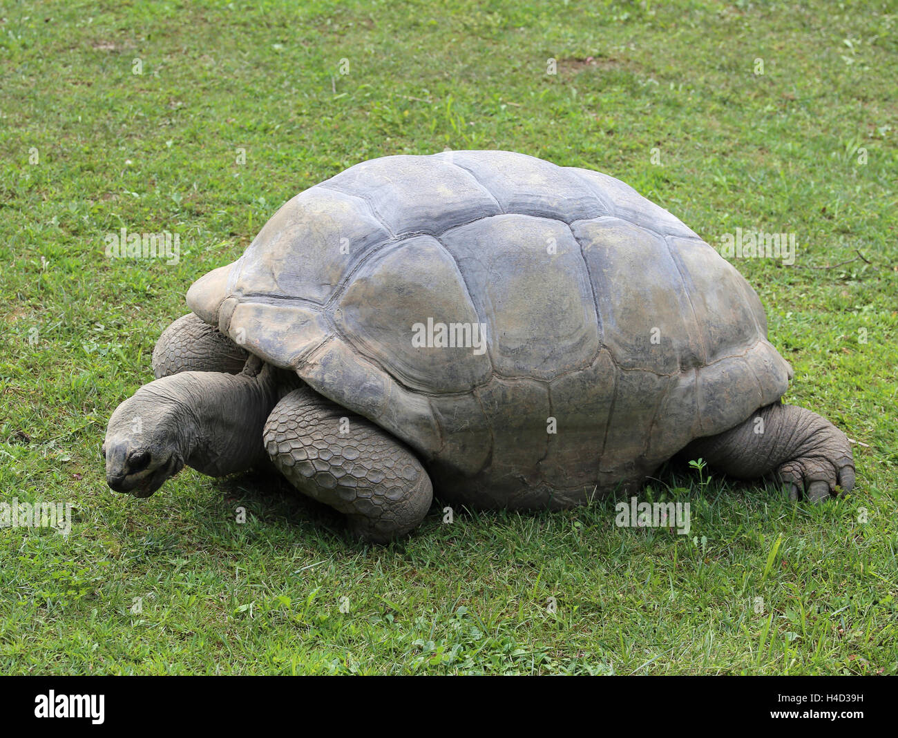 Große Schildkröte mit robusten Hülle während des Gehens auf Rasen Stockfoto