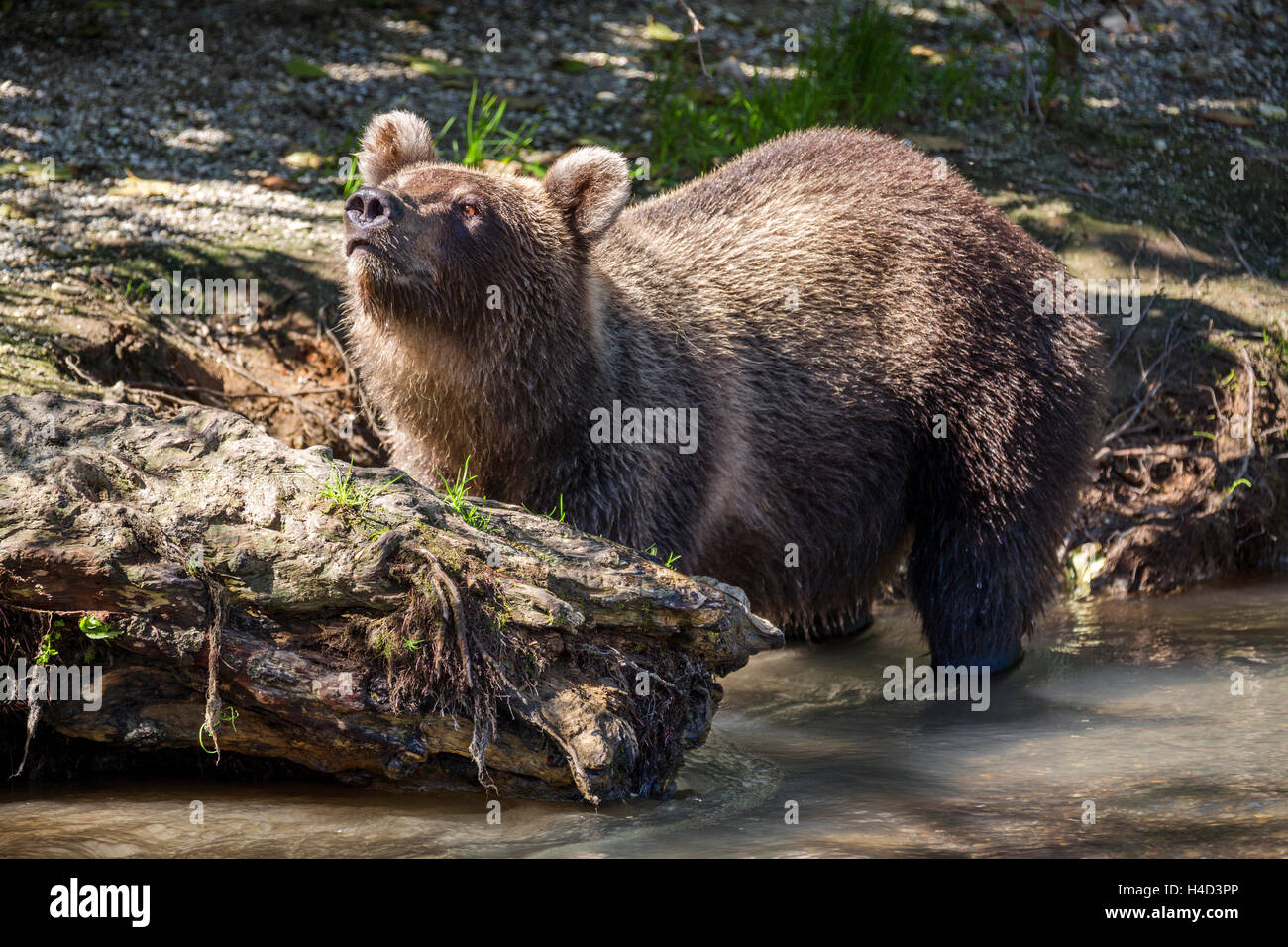 Braunbären in der Wildnis bleibt in der Nähe von Fluss Stockfoto
