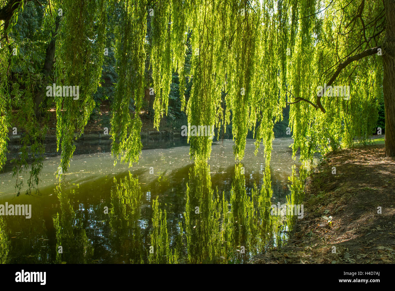 Weiden am Fluss Wensum, Norwich, Norfolk, England Stockfoto