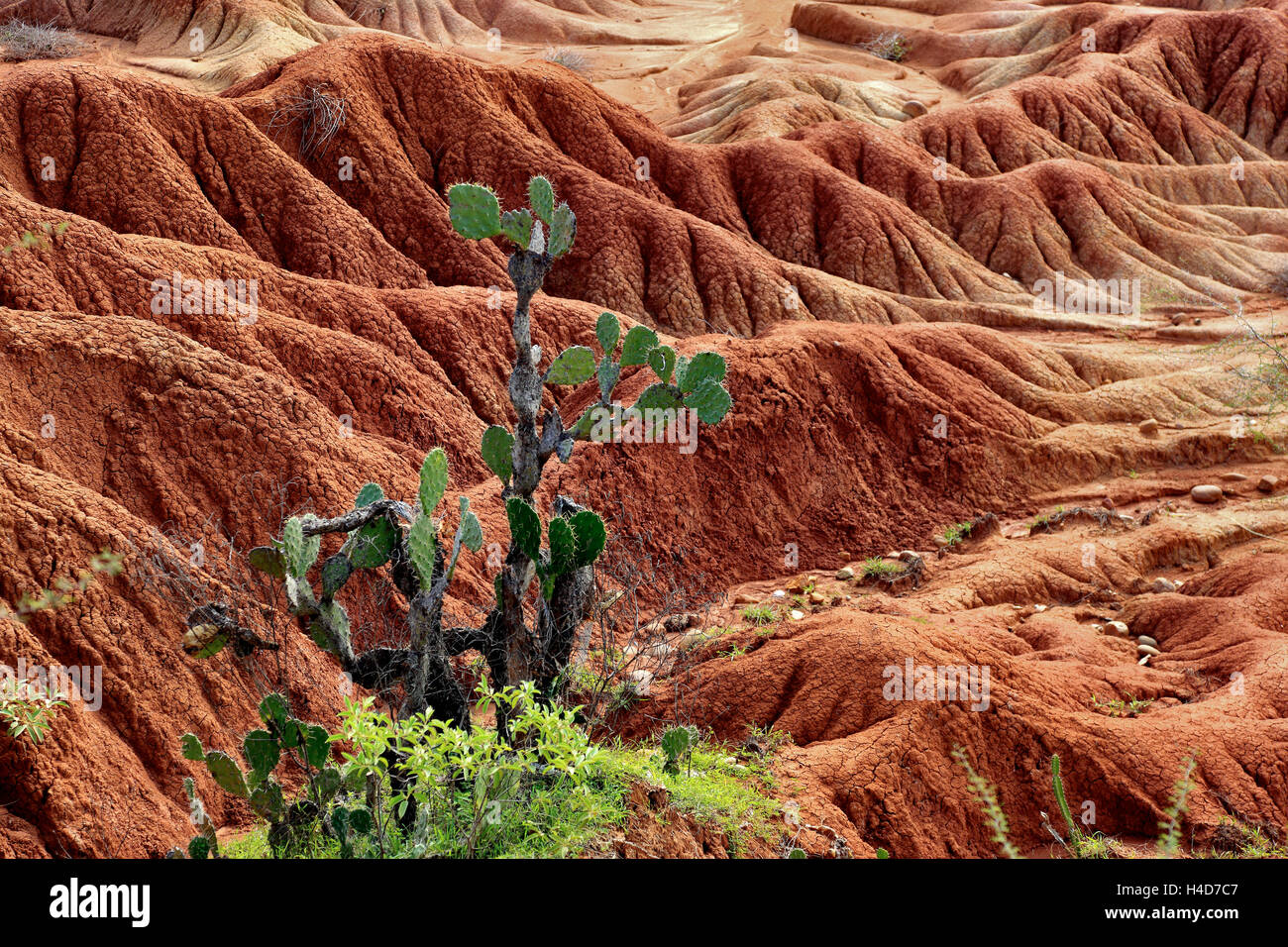 Republik Kolumbien, Tatacoa Wüste, Landschaft im Departamento Huila, Desierto De La Tatacoa Stockfoto