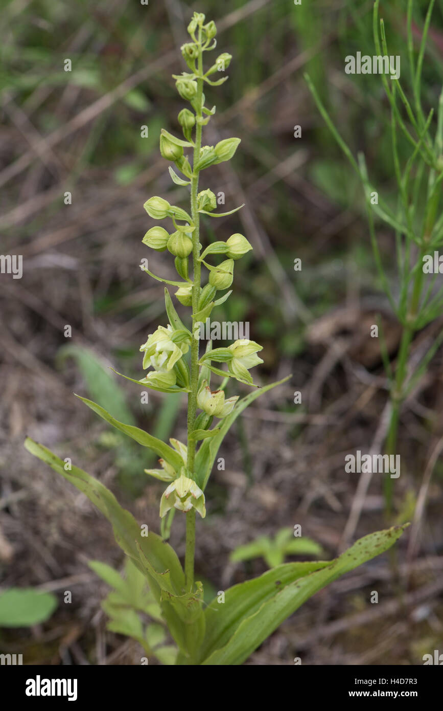 Epipactis Phyllanthes, grüne Helleborine, wachsen auf Heideland, Surrey, UK. August. Stockfoto