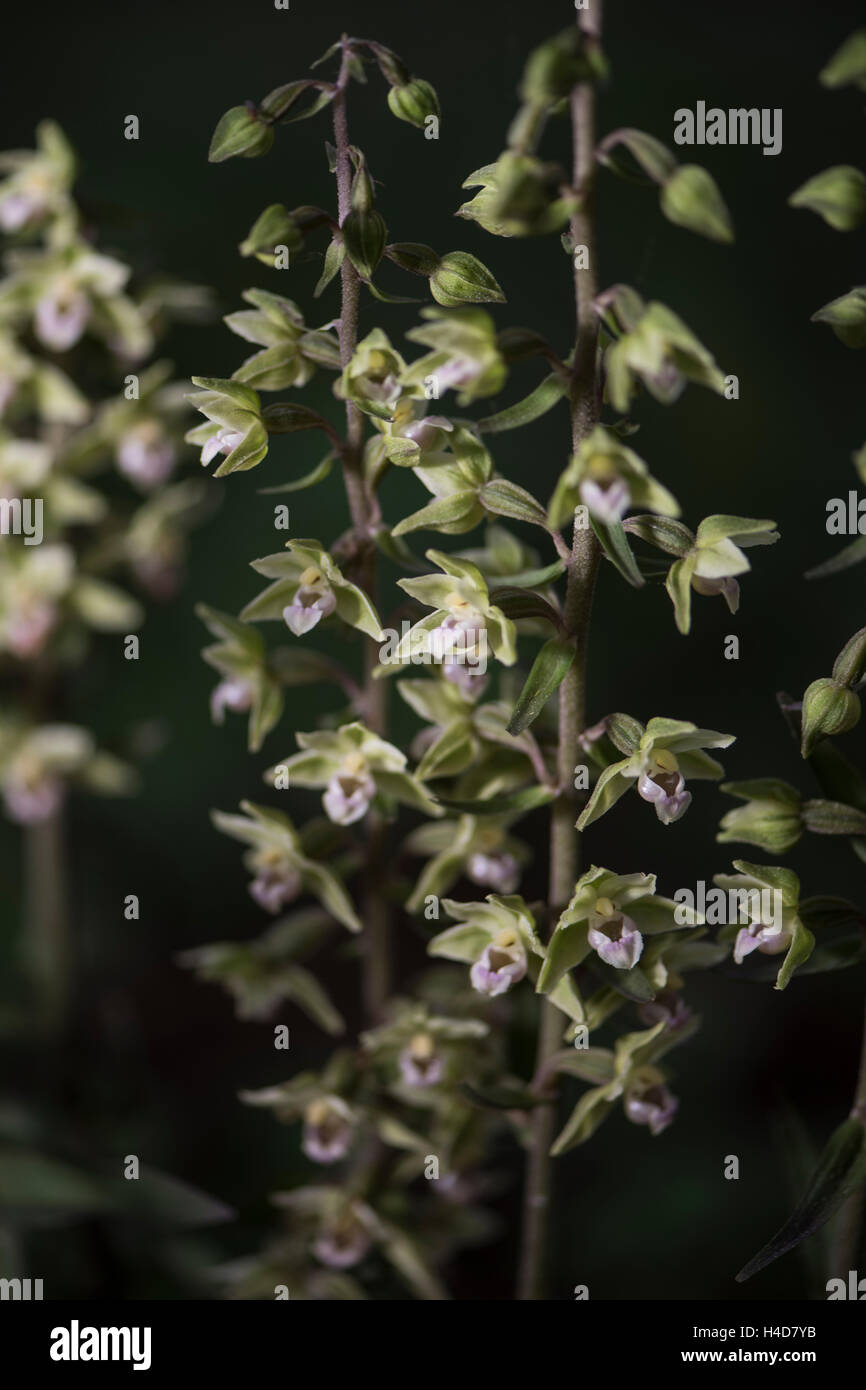 Epipactis Purpurata, violett Helleborine, wächst in Wäldern, Surrey, UK. September. Stockfoto