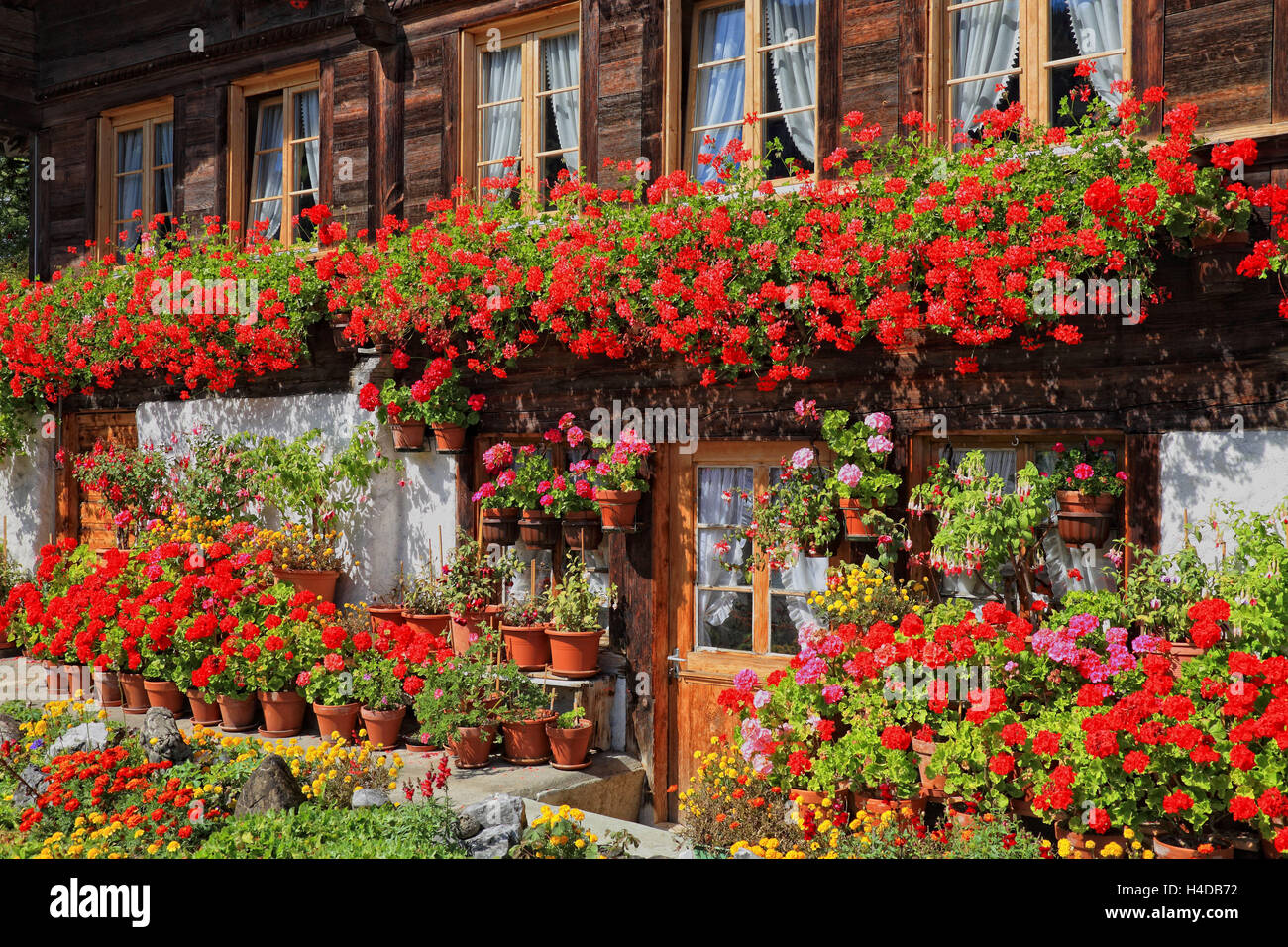Simmentaler Bauernhaus mit Blumenschmuck, enge Erle Bach im Simmental,  Berner Oberland, Schweiz Stockfotografie - Alamy
