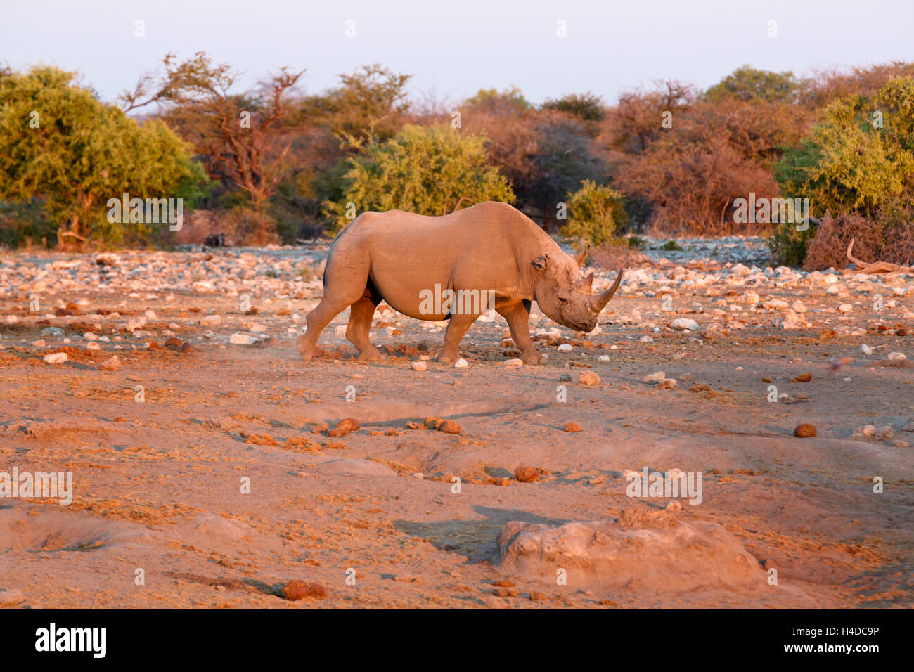 White Rhino an einer Wasserstelle im Etosha Nationalpark, Namibia Stockfoto