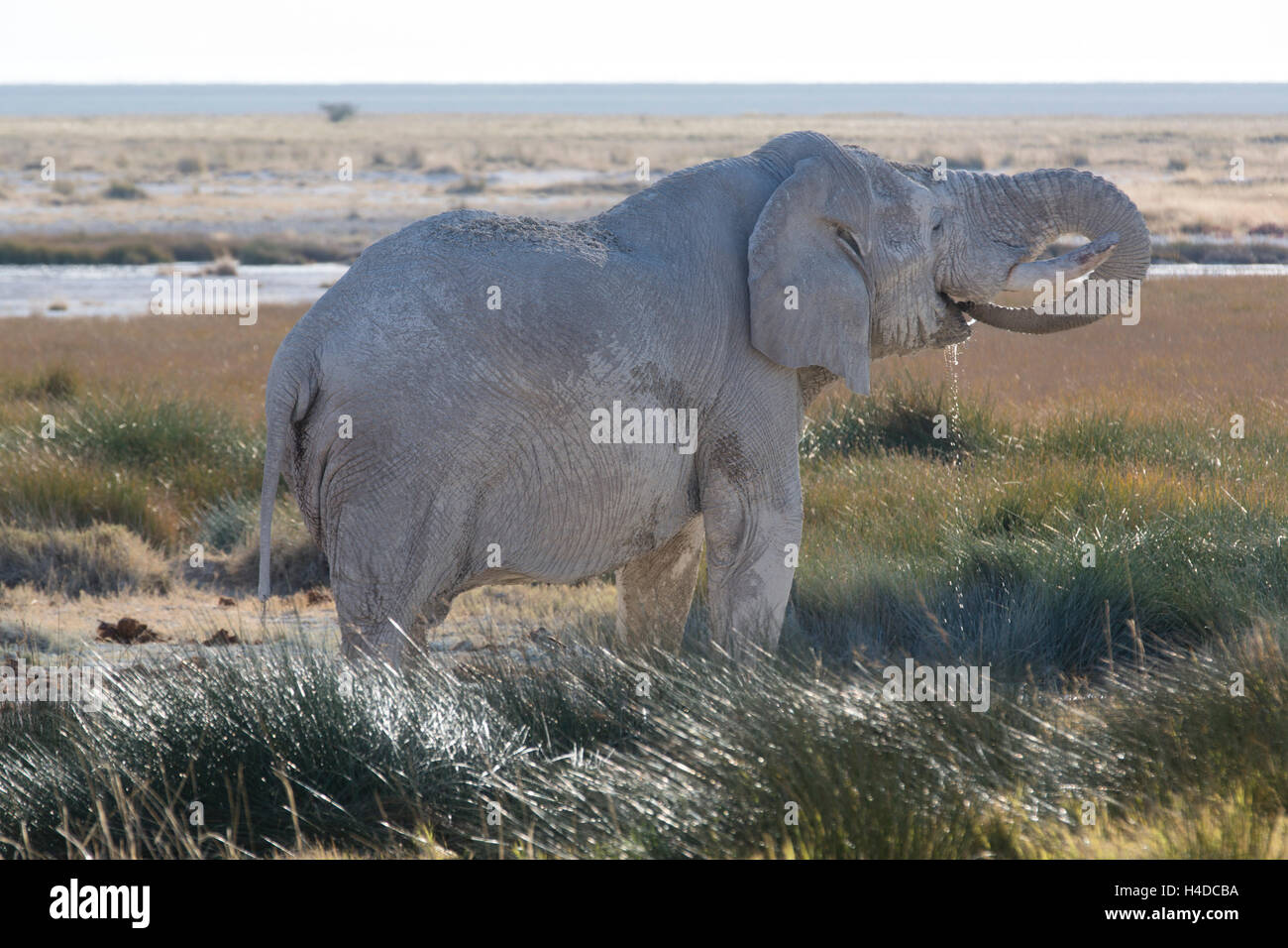 Portrait des afrikanischen Elefanten in der Etosha national Park Ombika Kunene, Namibia, Tierfotografie Stockfoto