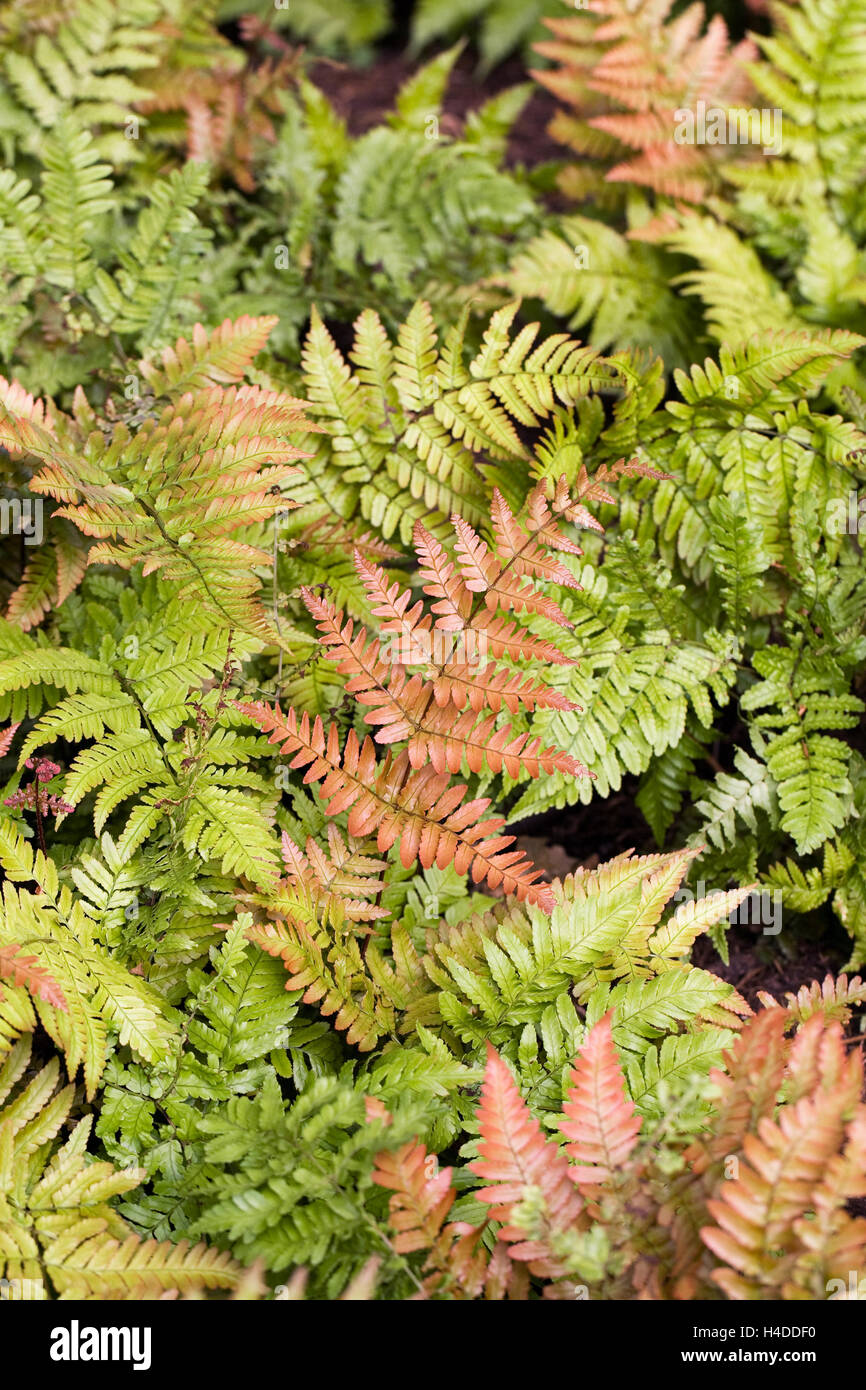 Dryopteris Erythrosora Wedel. Stockfoto