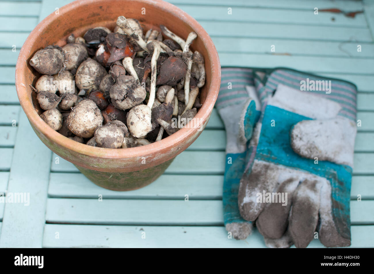 Topf von Glühlampen mit Gartenhandschuhe Stockfoto