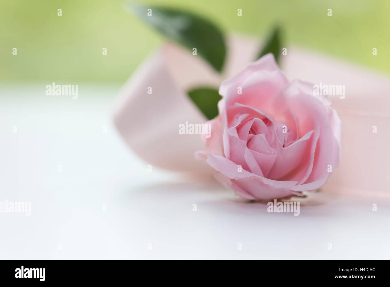 Englische Rose rosa, Schleife, Hintergrund hellgrün, Rücken leicht, leise, weißen Untergrund, Anordnung, Stillleben, Stockfoto