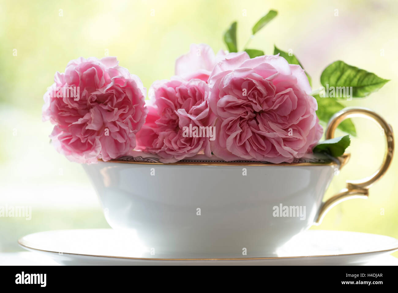 Kostbare Rosen Stockfotos und -bilder Kaufen - Alamy