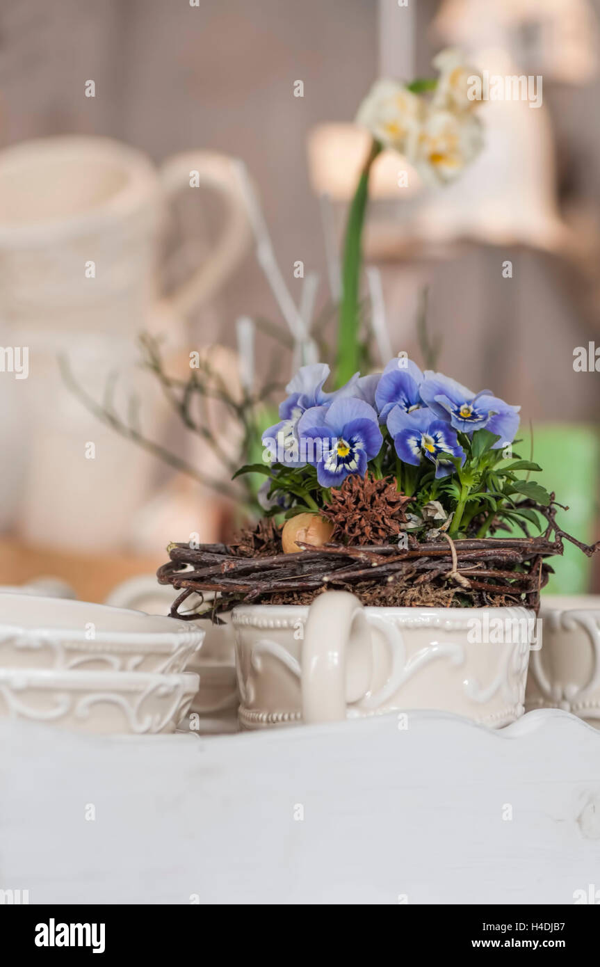 Mittlere Nahaufnahme, Stillleben, Dekoration, weiße Tassen auf Tablett mit frühlingshaften Gesteck Blume aus Stiefmütterchen und Narzissen, Hauptfarbe weiß und Creme, Stockfoto