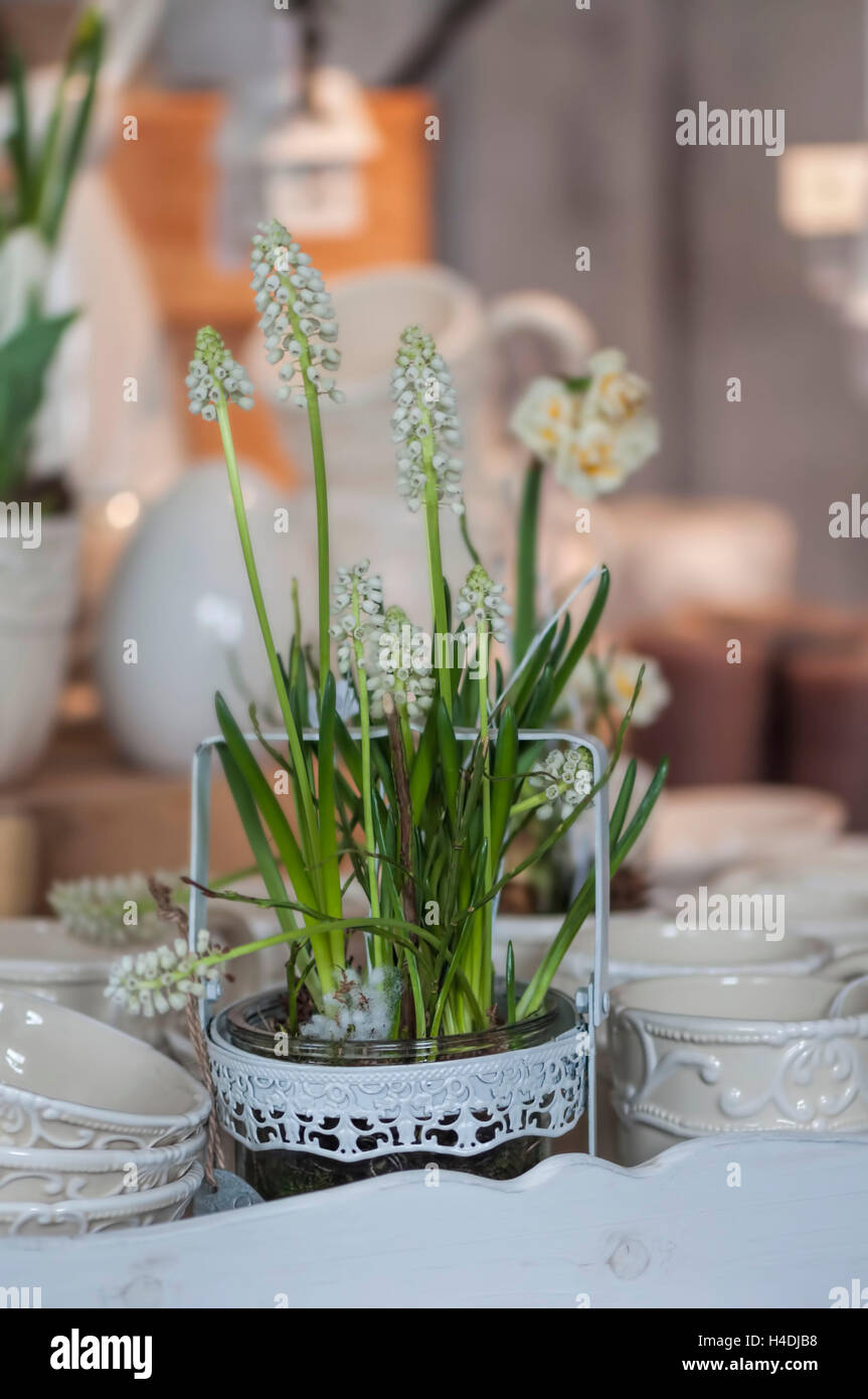 Mittlere Nahaufnahme, Stillleben, Dekoration, weiße Tassen auf Tablett, frühlingshaften Gesteck mit weißen Traubenhyazinthen, Farben weiß und Creme, Stockfoto