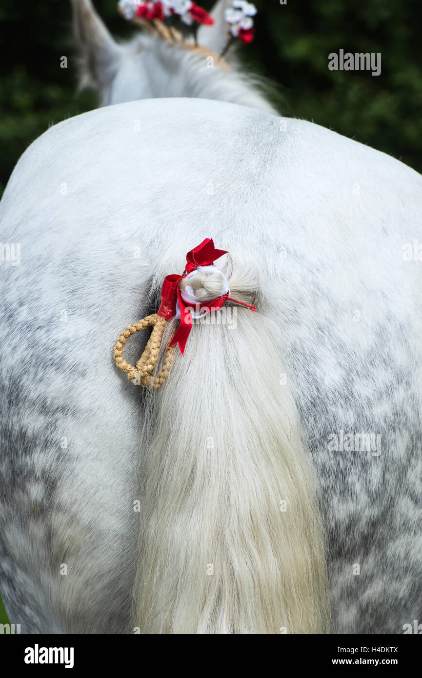 Percheron Pferd Bast Schweif Zopf Weald und Downland Freilichtmuseum, Landschaft Herbstshow, Singleton, Sussex, England Stockfoto