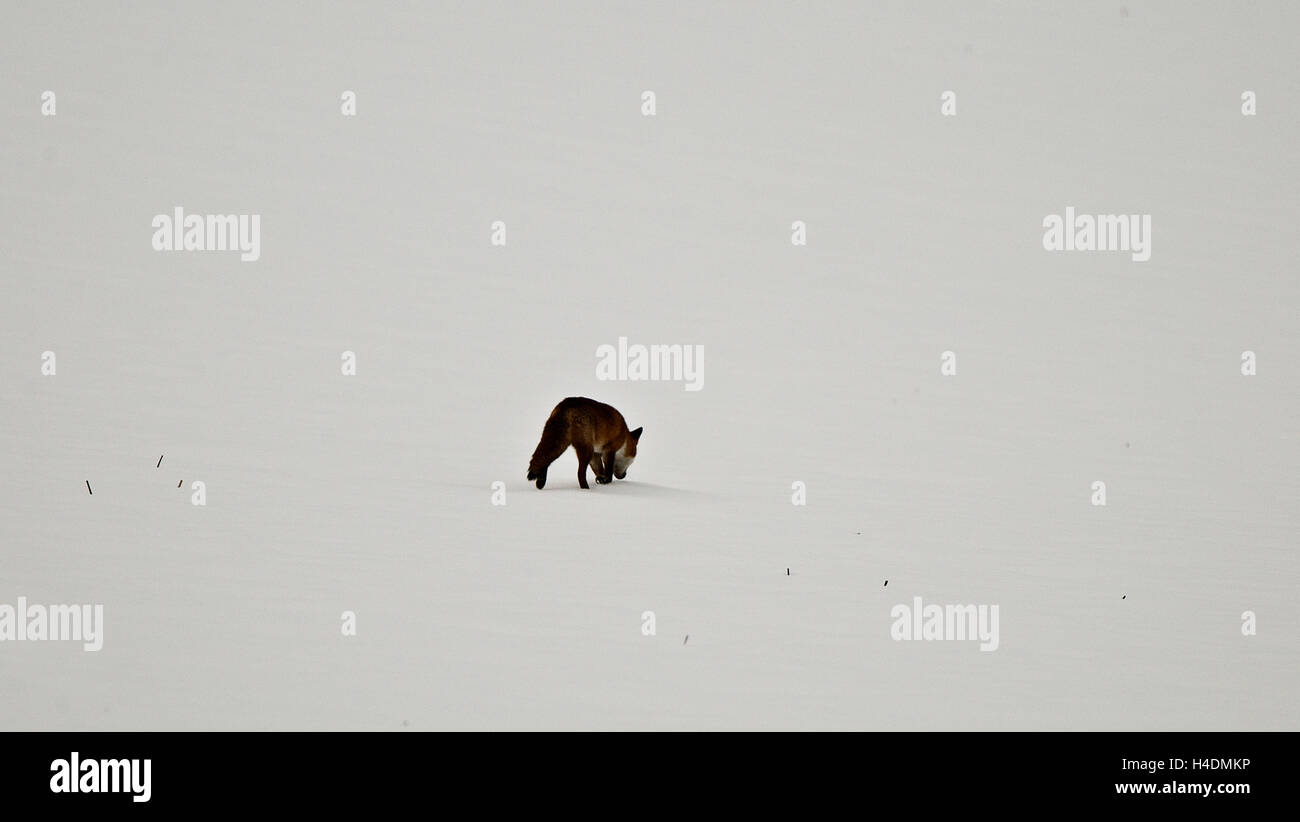 Rotfuchs Schatten im Schnee Stockfoto