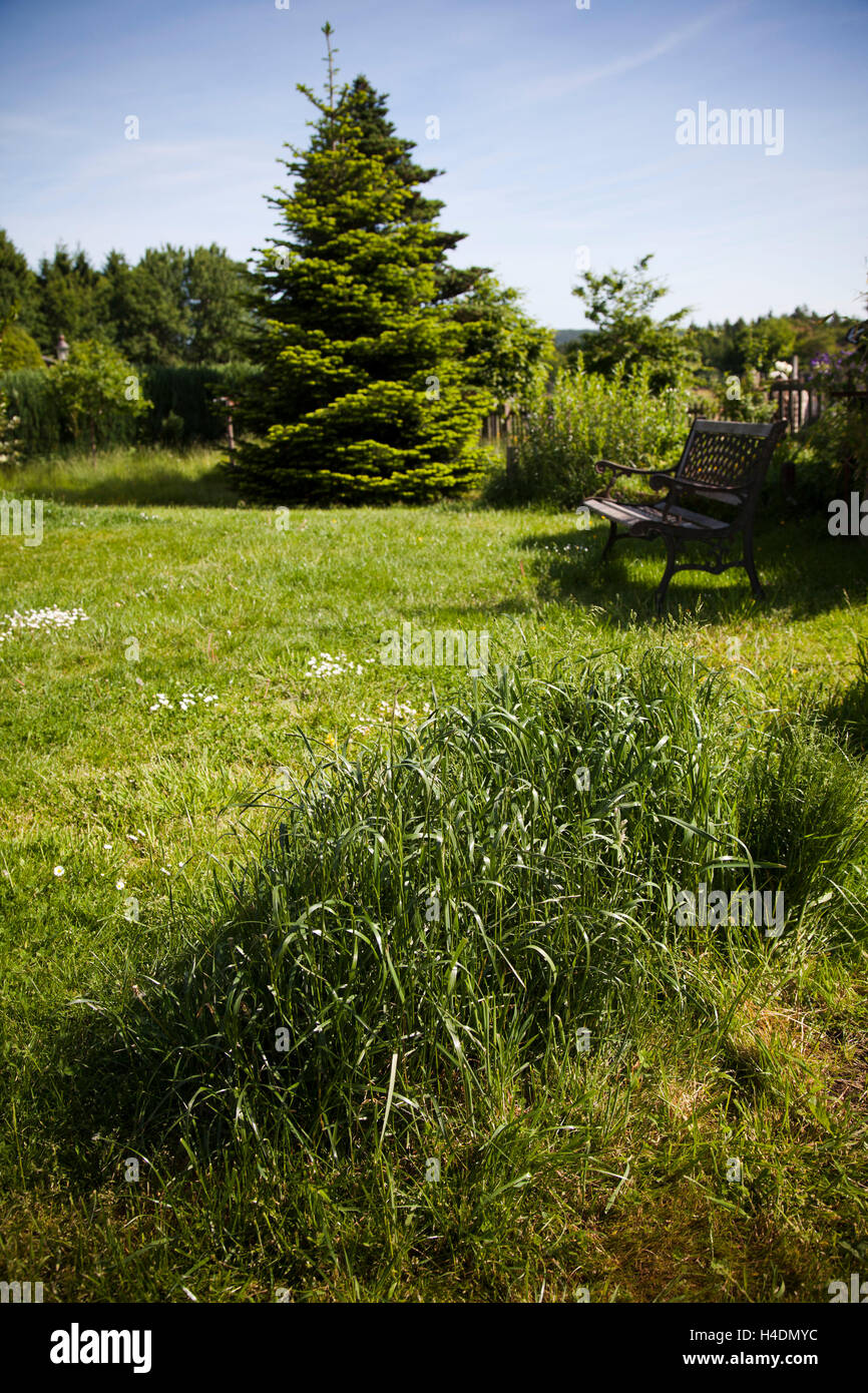 Garten, Rasen, Bäume, Gartenbank, Stockfoto