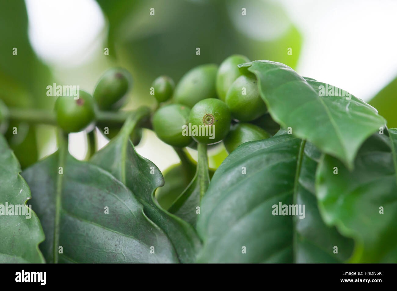 Kaffee-Strauch, arabischen Kaffee (Coffea Arabica L., Rubiaceae) Stockfoto