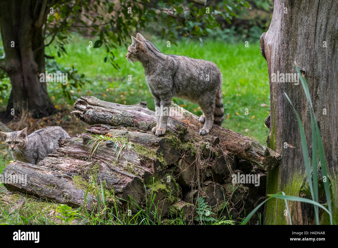 Europäische Wildkatze (Felis Silvestris Silvestris) mit jungen auf Holzstapel im Wald Stockfoto