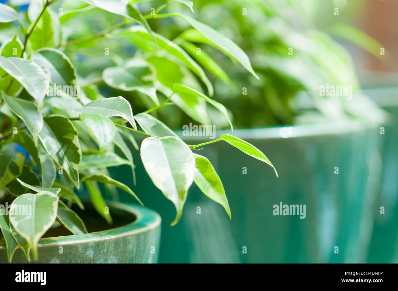 Birke-Feigen (Ficus Benjamina, Moraceae) Stockfoto