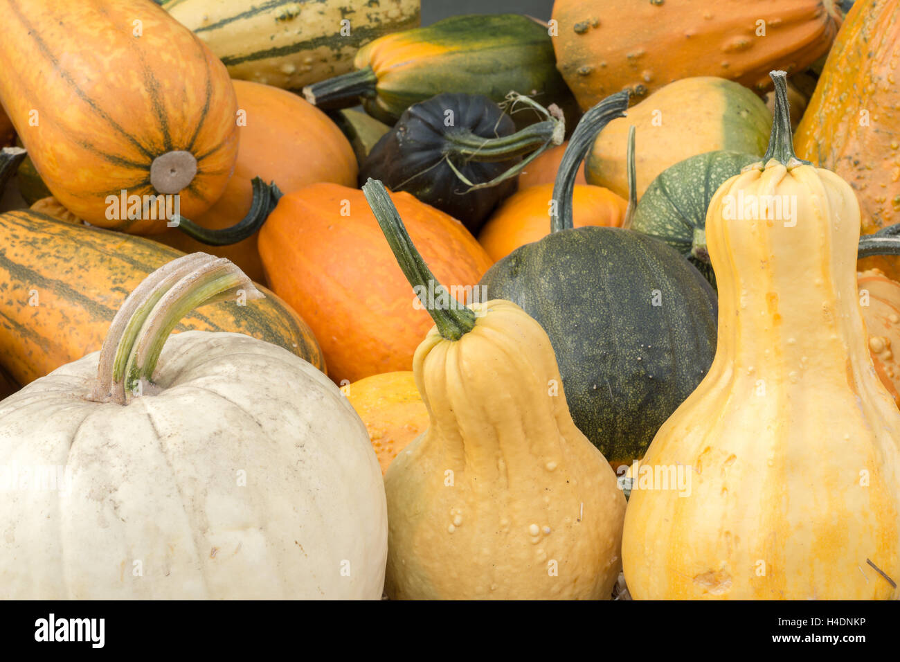 Vielzahl von Kürbis und Kürbis auf eine Pumpkin Patch stehen in Nordkalifornien Stockfoto