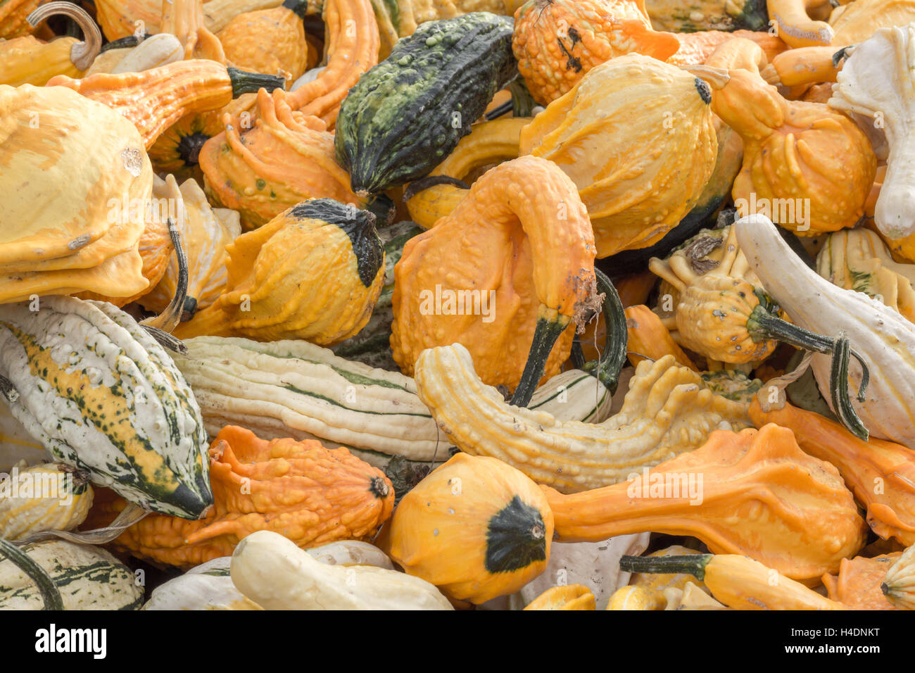 Herbst Flügel auf ein Pumpkin Patch stehen in Nordkalifornien Stockfoto