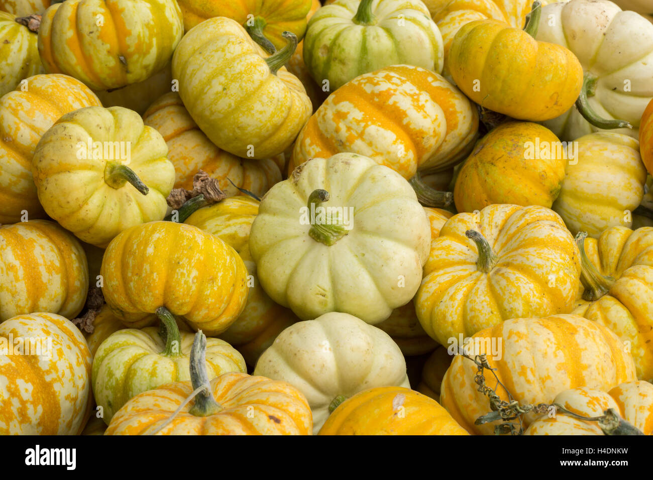 Miniatur-Kürbisse auf einer Pumpkin Patch stehen in Nordkalifornien Stockfoto