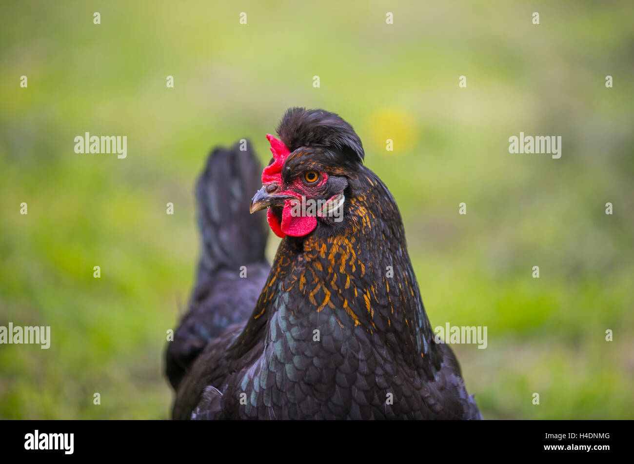 inländische Hühner Stockfoto