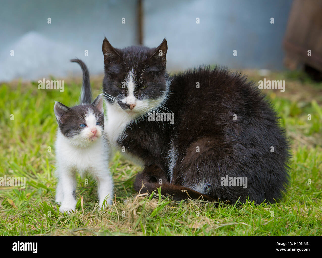 kleine Kätzchen und Mutter Stockfoto
