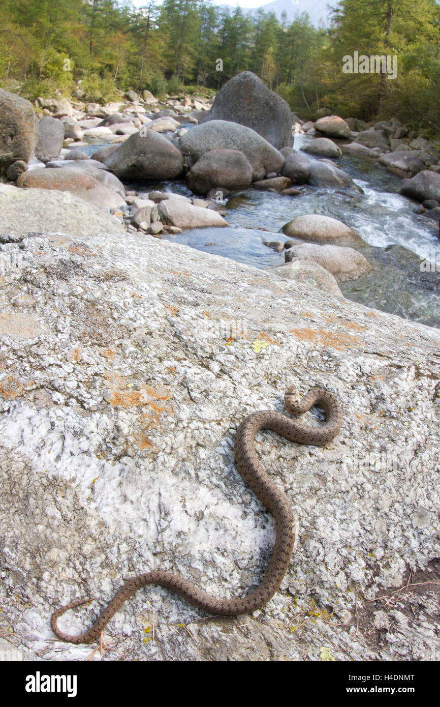 Schlingnatter (Coronella Austriaca) in Thermoregulation in der Nähe eines Alpenflusses. Stockfoto